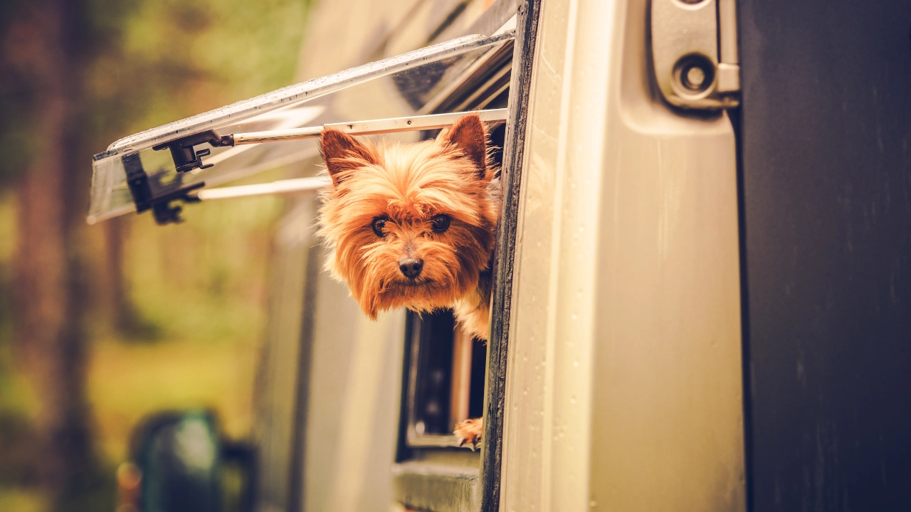 petit chien sortant la tête d'un RV